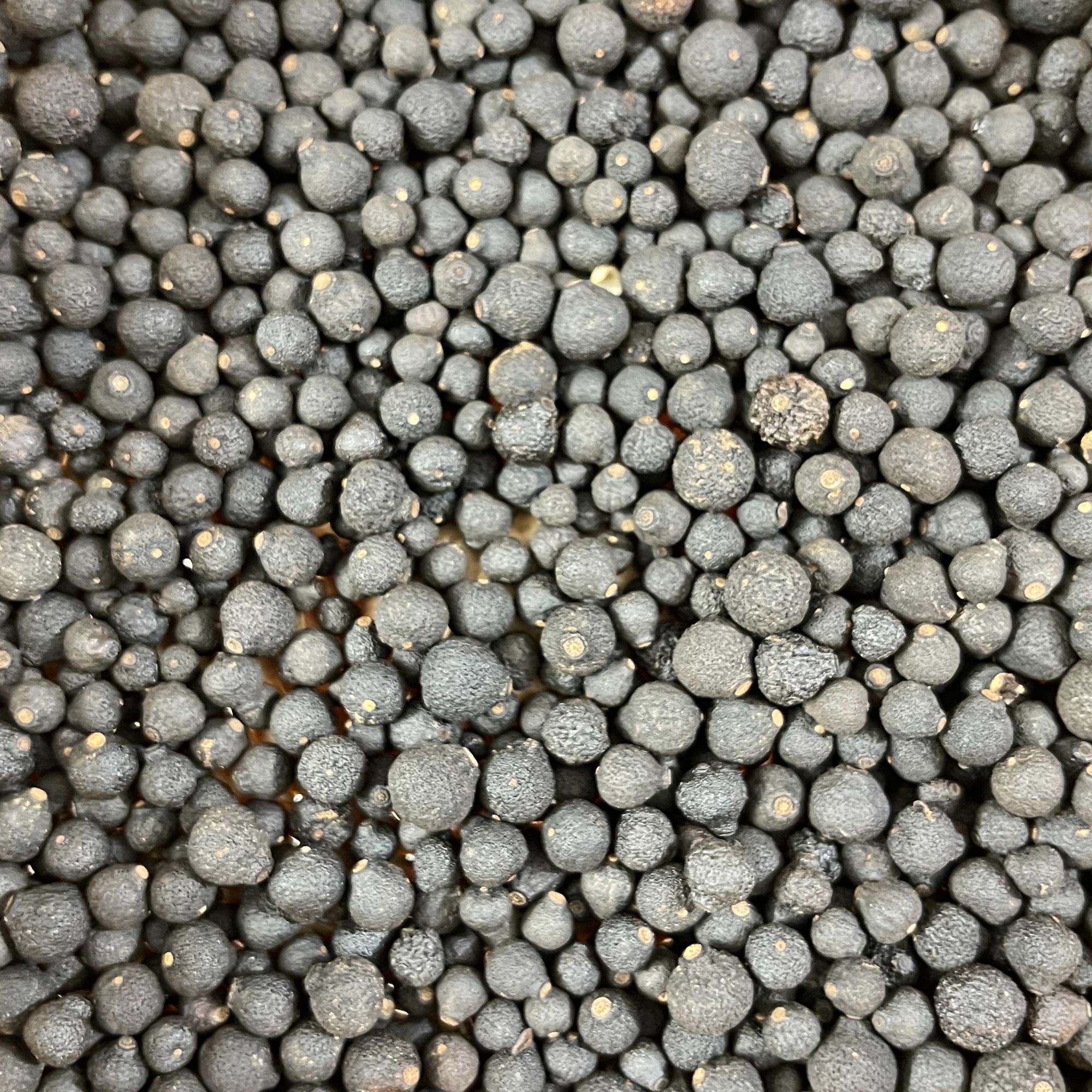 浦北陈皮（小柑胎）又称茶枝柑幼果自然晾晒