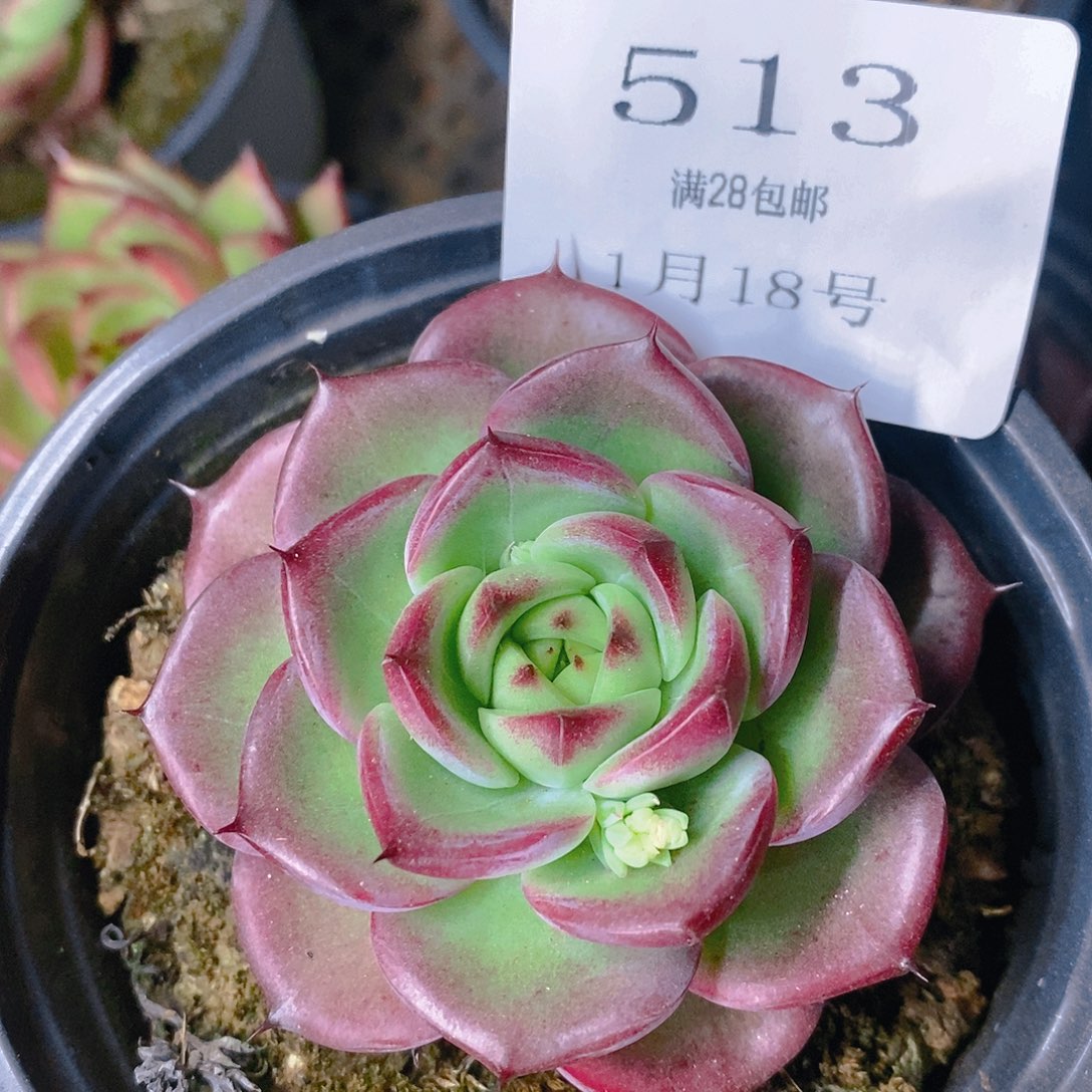 【闪购商品】云513