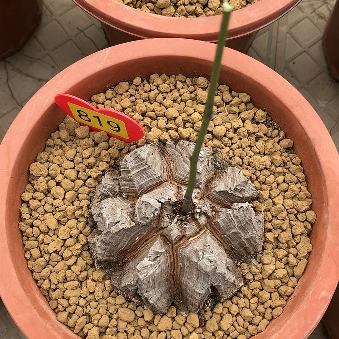 南非龟甲龙龟甲龙