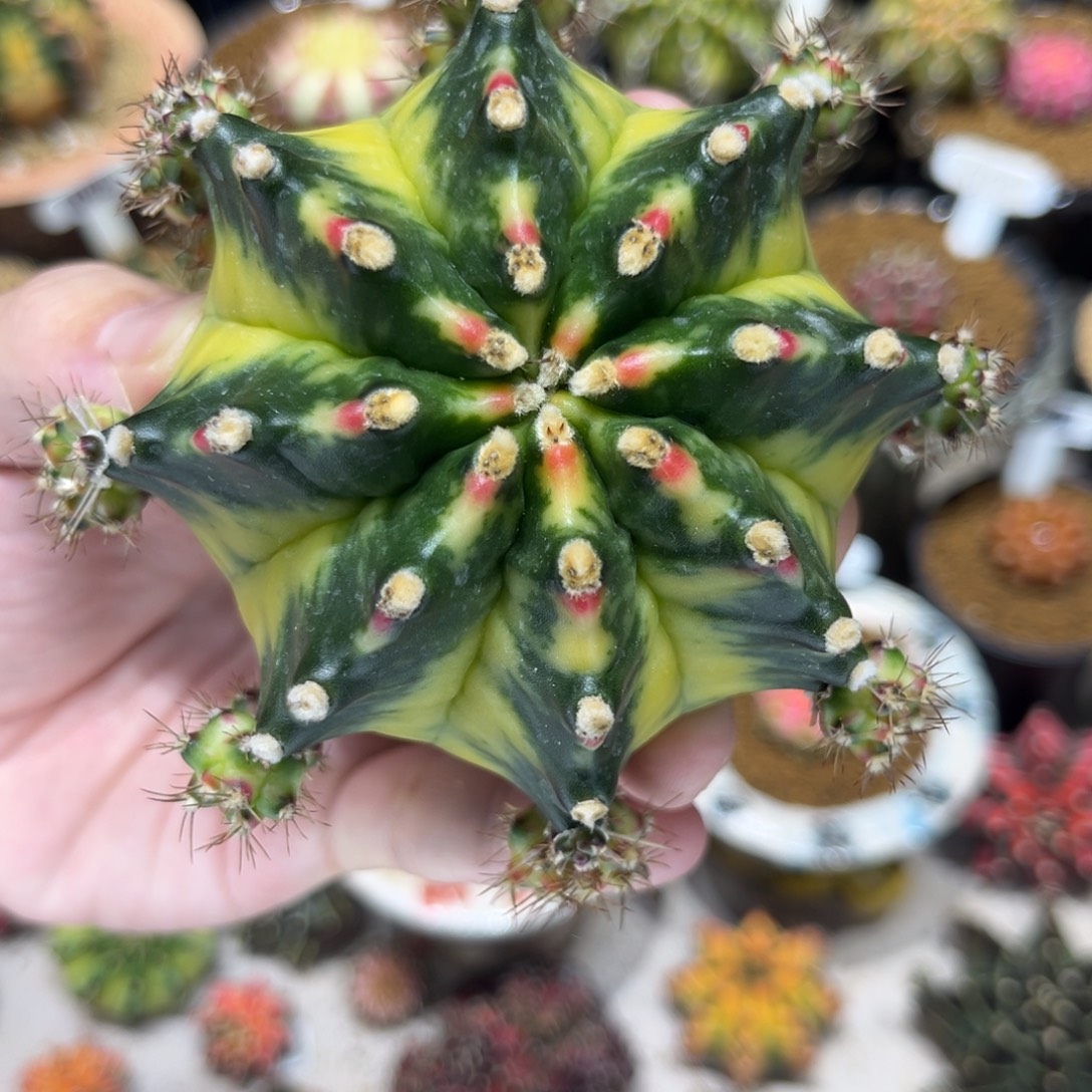 柠檬岛出侧芽可挑——————-