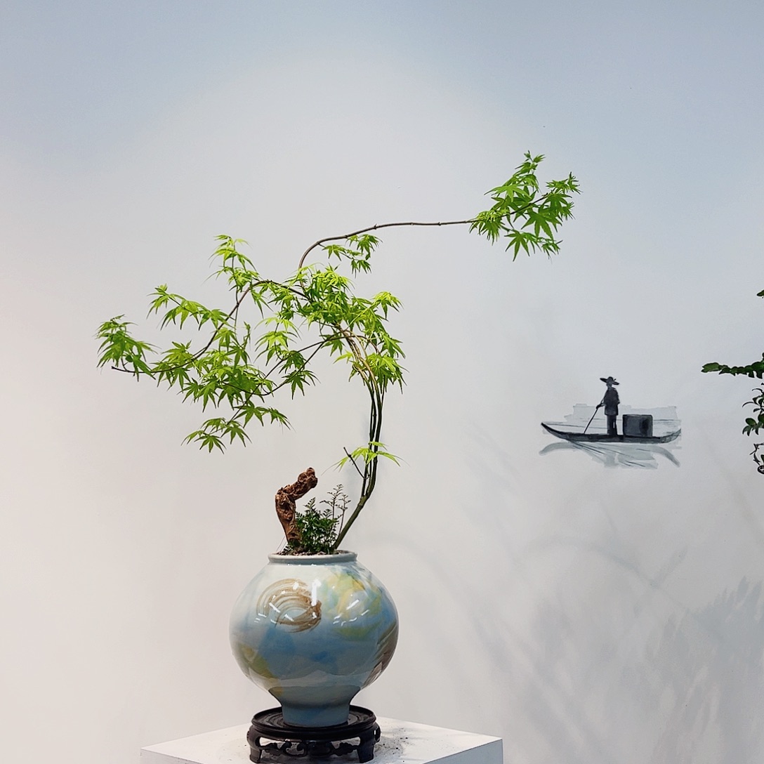 高端绿植一物一拍