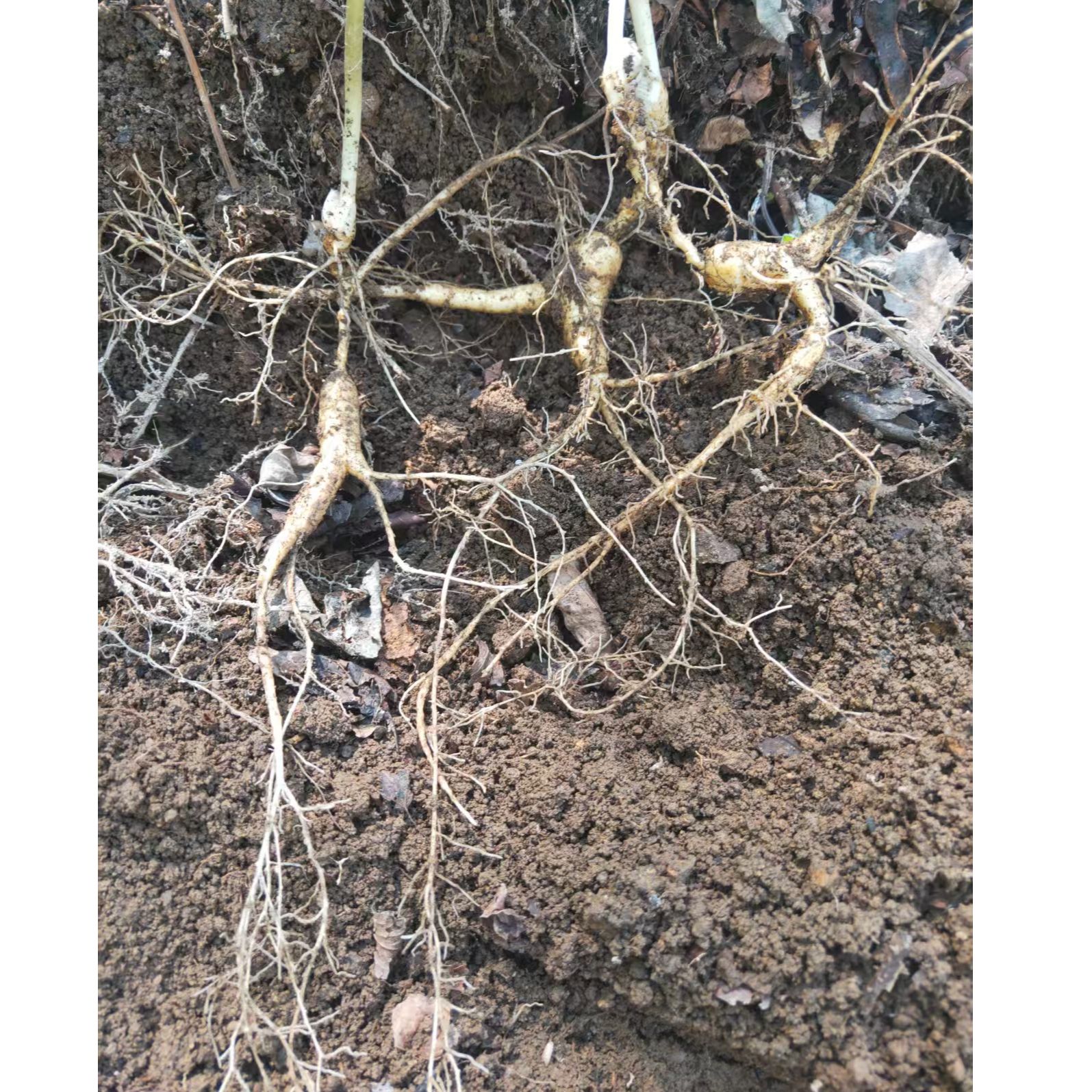 鲜林下参改价链接一物一拍，具体发货以直播间实物为准不支持退货