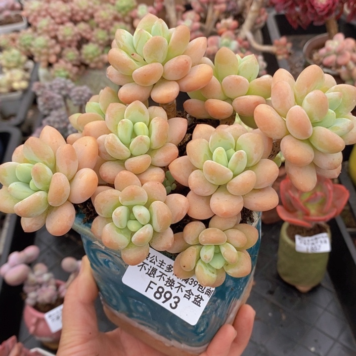 橘子香水洛神13cm893多肉植物