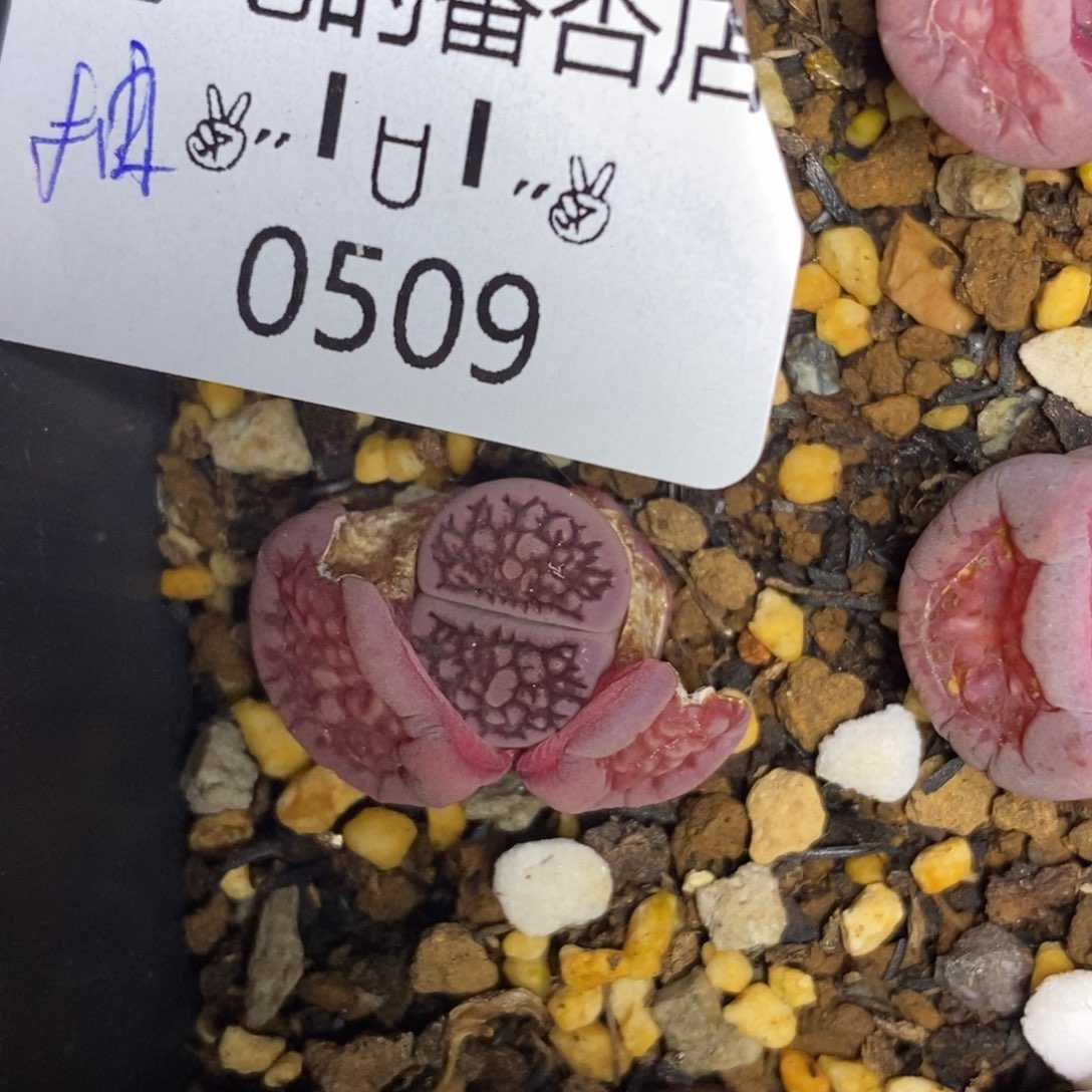 0509。零下拍保温。抽奖