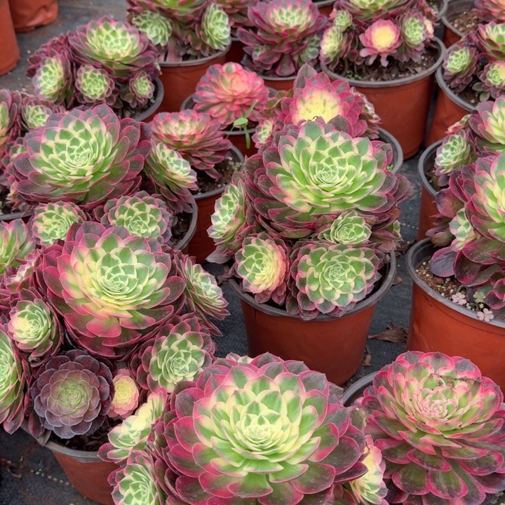 海仙手捧花啊啊啊啊