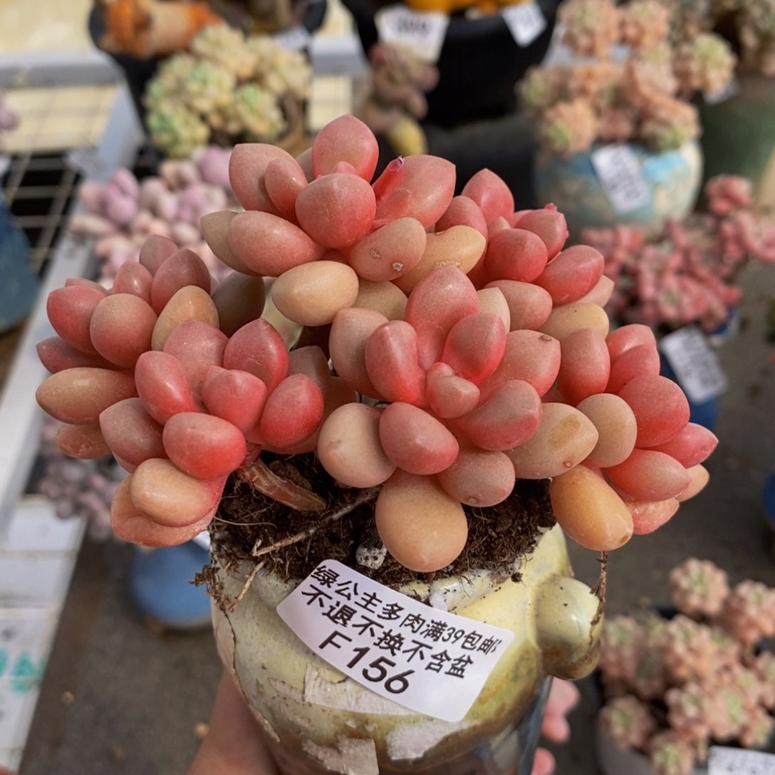 留*先锋派156/10cm的肉