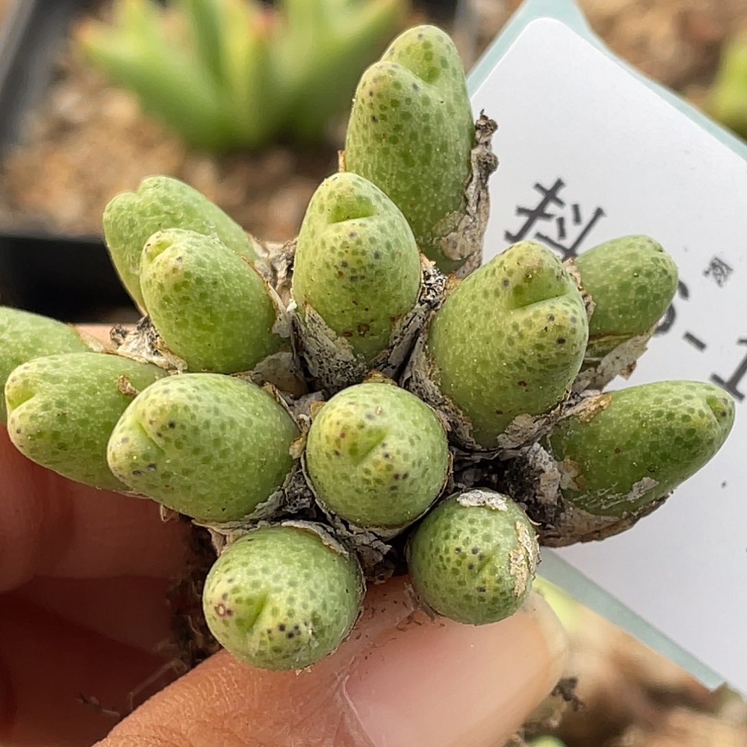 26-112草莓斑马肉锥