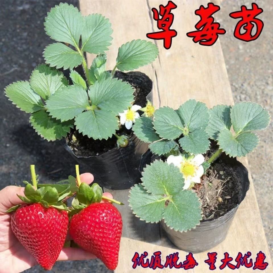 四季草莓苗奶油红颜草莓大棚种植草莓盆栽当年结果新苗土