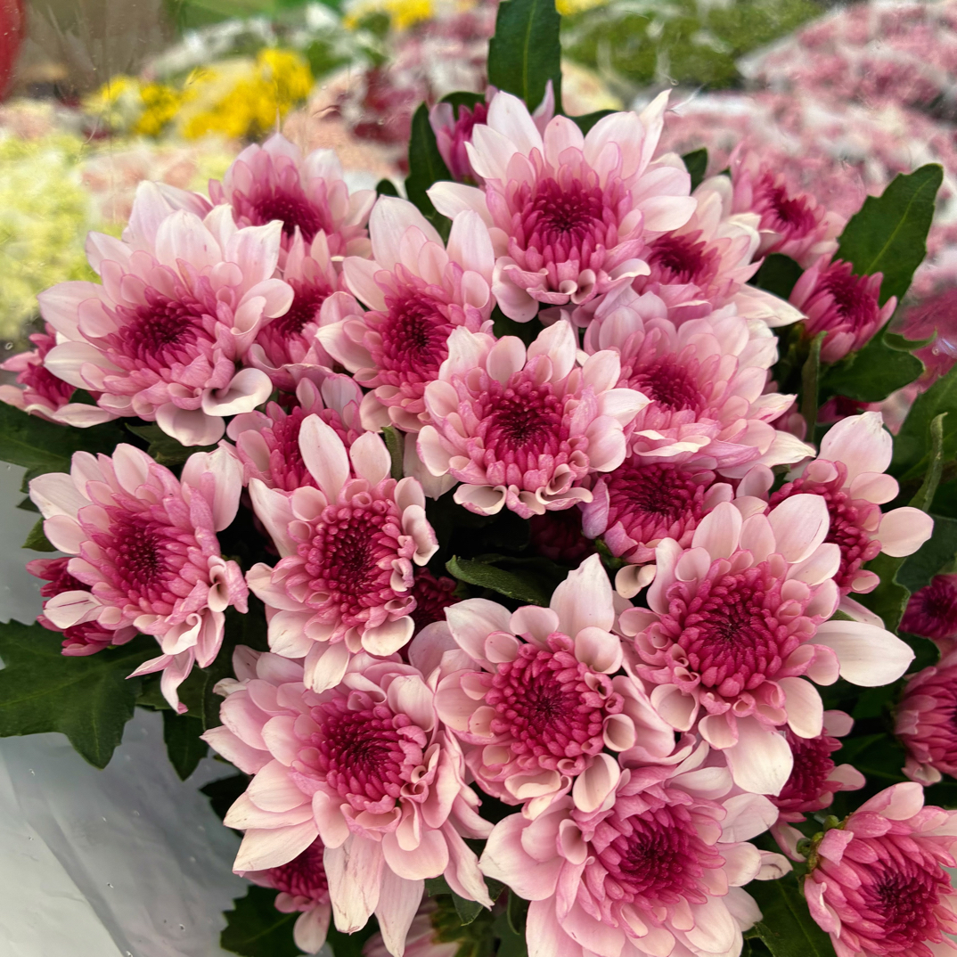 玉叶鲜花【1个运费拍多单】零下温度不拍保温棉冻坏不售后