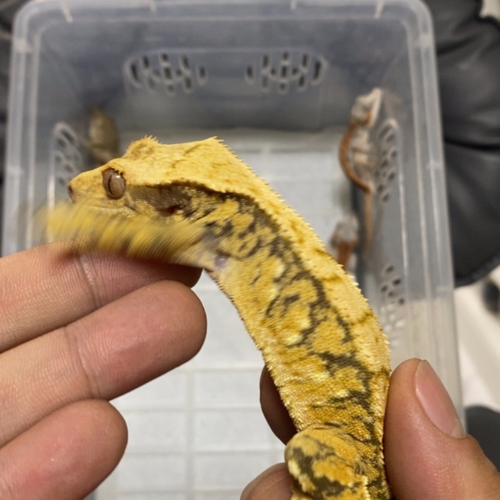 睫角守宫2025.11.30六号