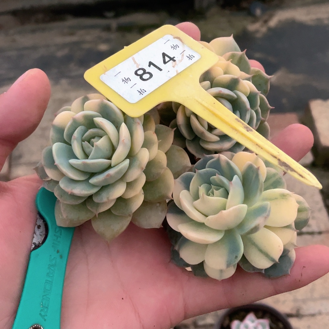 一***水814三个一组多肉植物