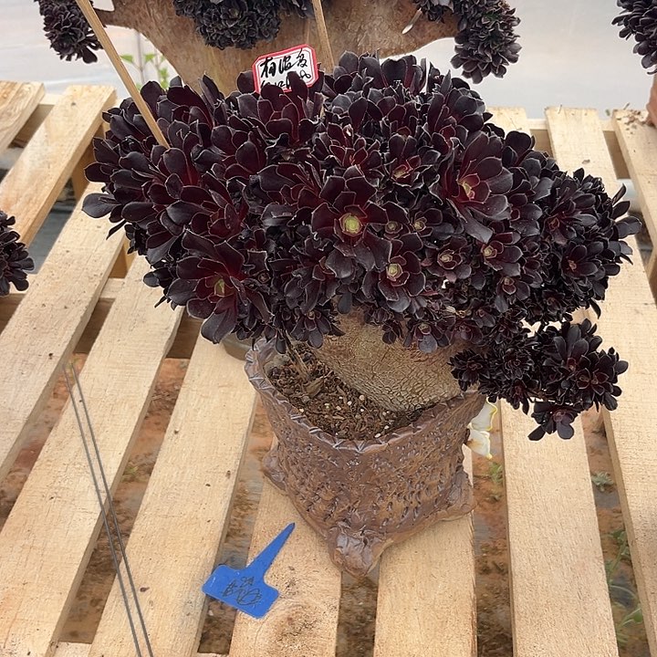 多肉有****河欧紫123456