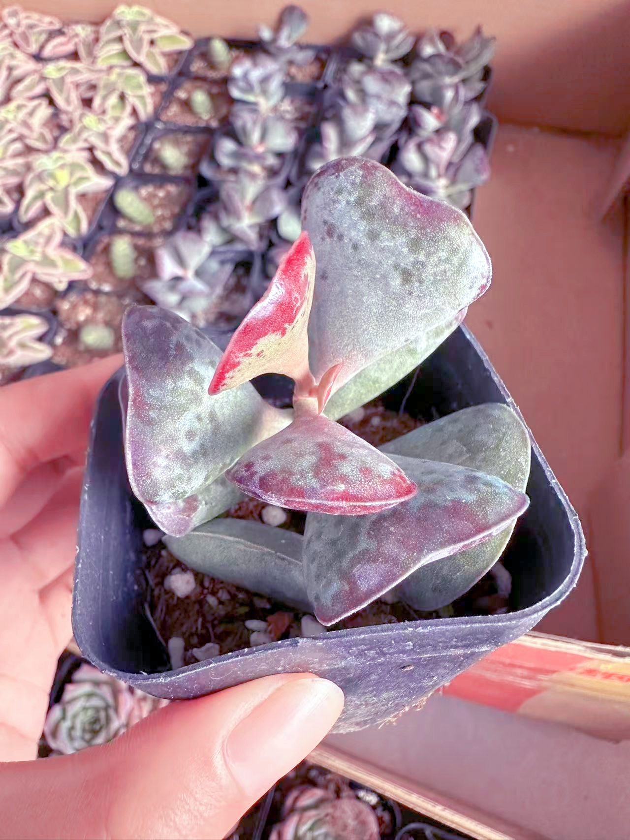 爱心水泡多肉植物 （满9.9元包邮发货）
