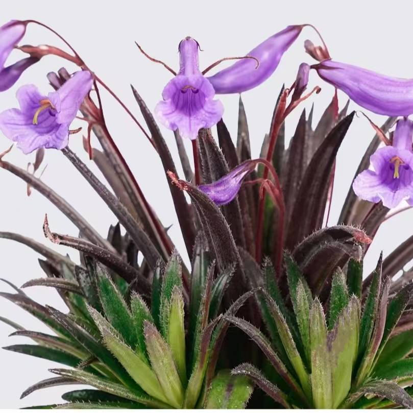 苦苣苔【文采】盆栽顺丰包邮贵州基地直发