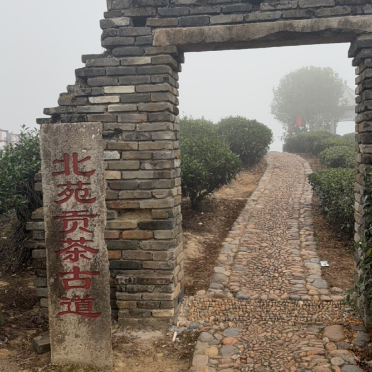 北苑贡茶千年传承