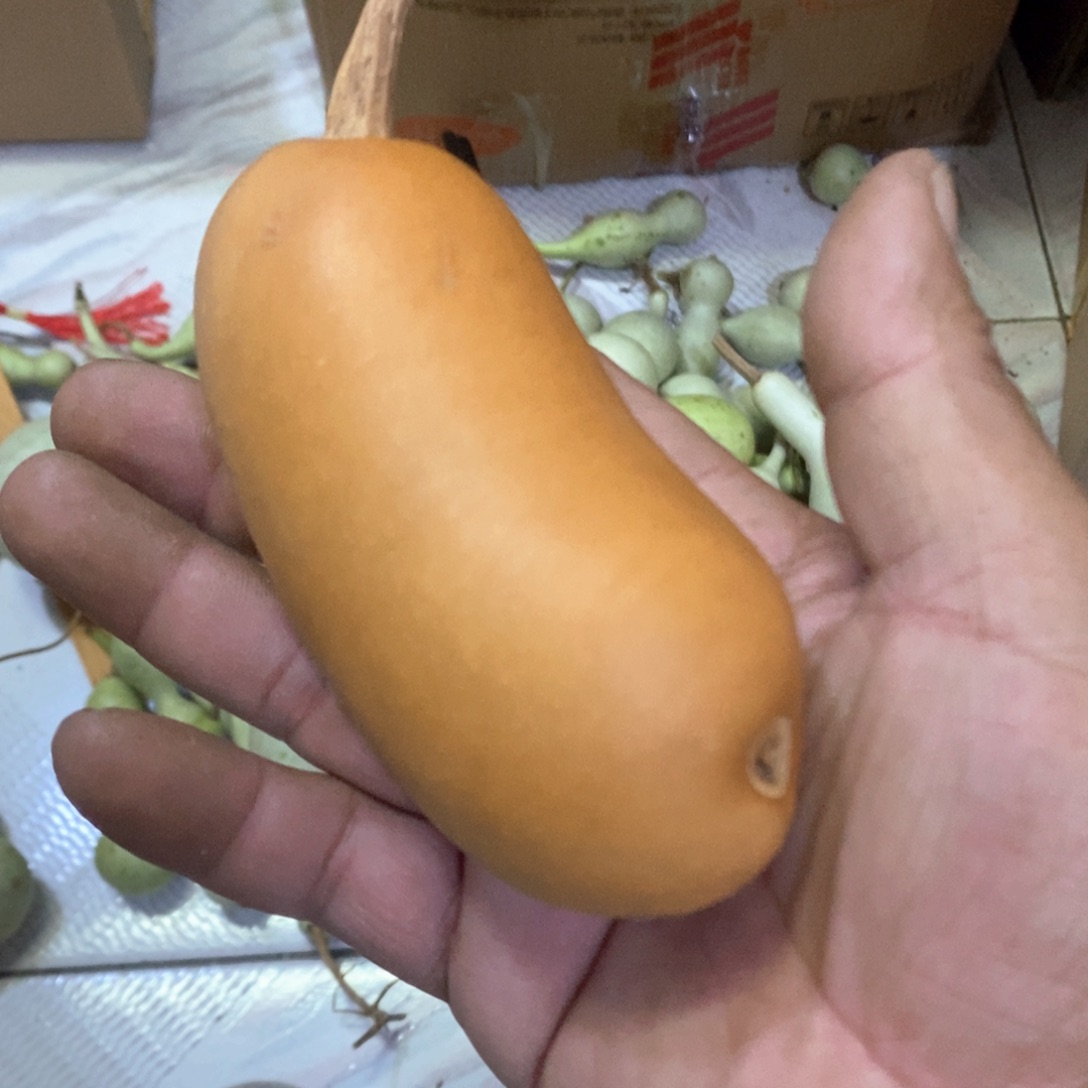 文玩葫芦天然葫芦
