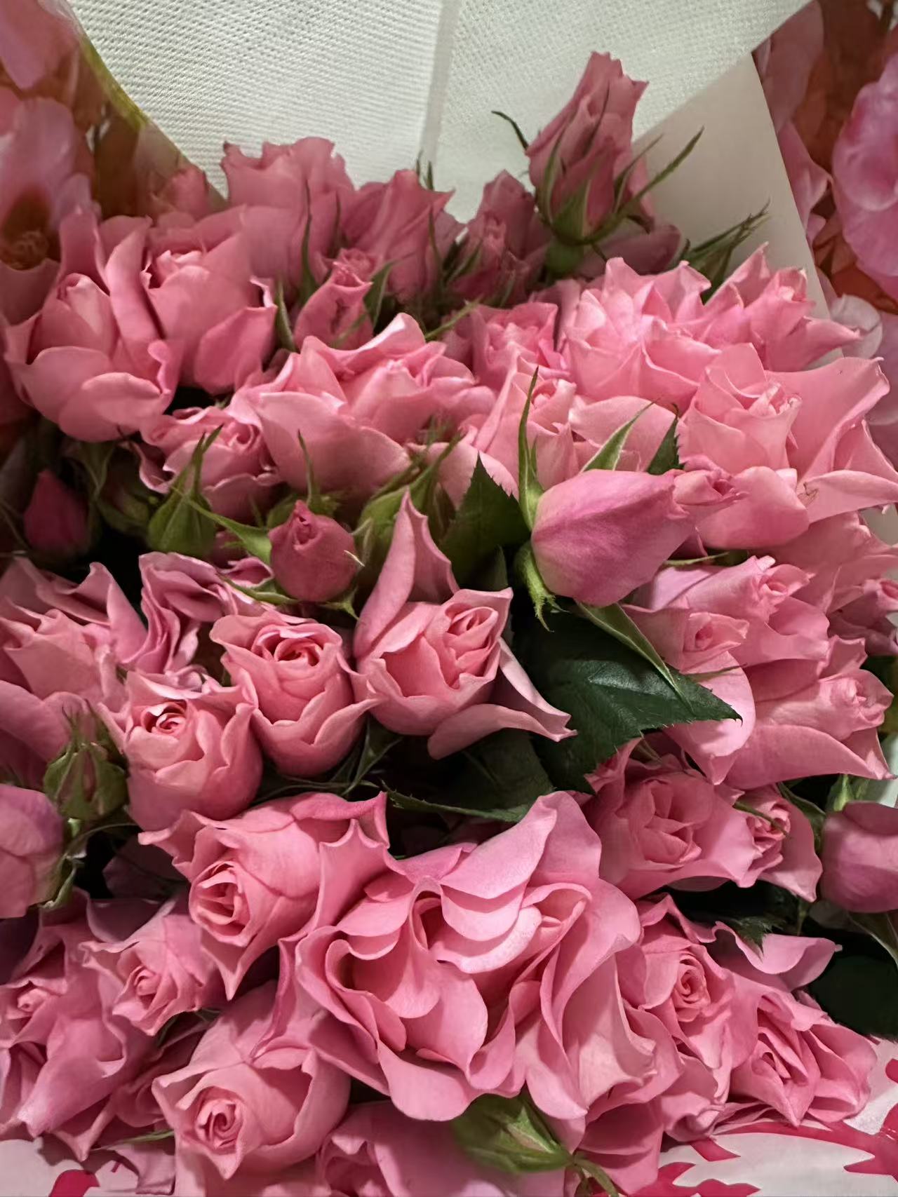 【单瓣粉】林茂新品稀有多头玫瑰 玖枝花优选 云南基地直发