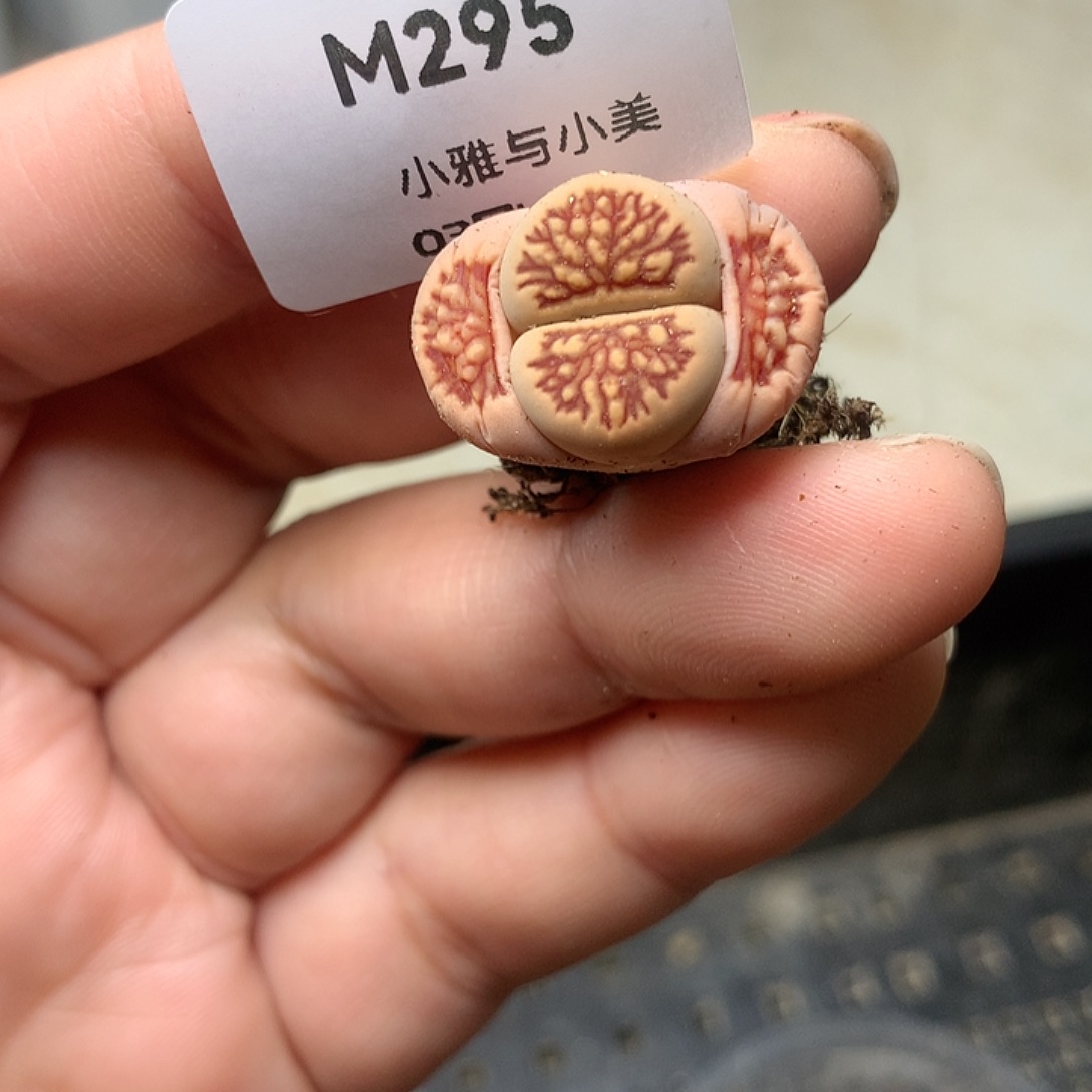 M295多肉植物保护研究所