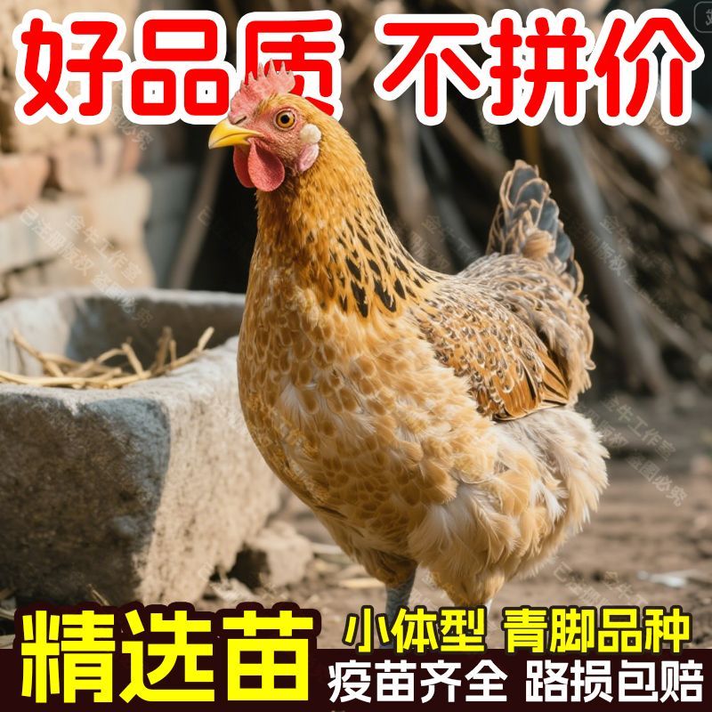 红瑶黑脚鸡宠物鸡散养(20只，公母搭配发货)活禽专线【番薯专属】