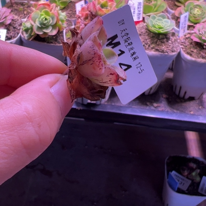 苗苗山地玫瑰多肉植物14