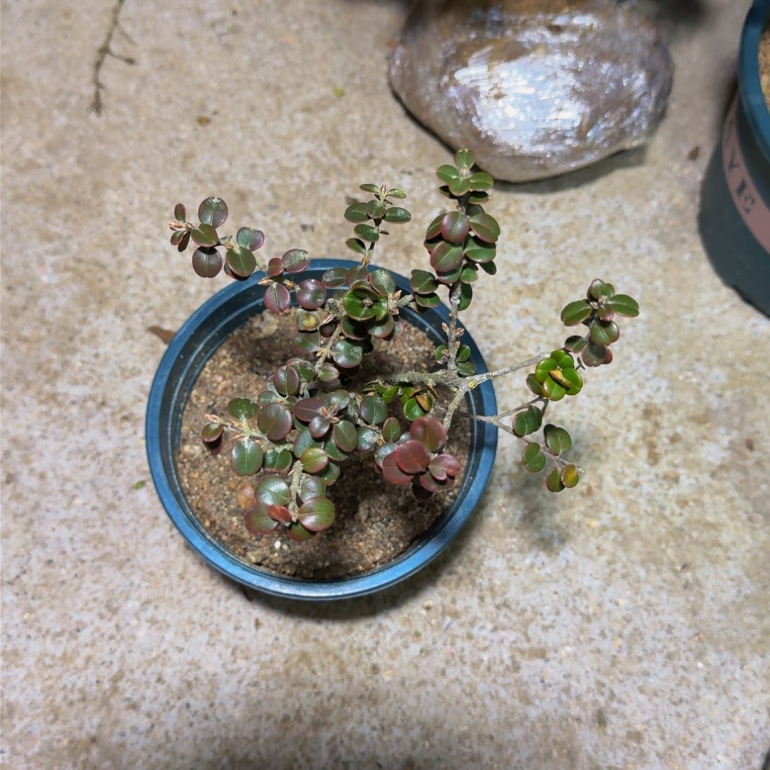 完全开放龙**下安徽珍珠黄杨