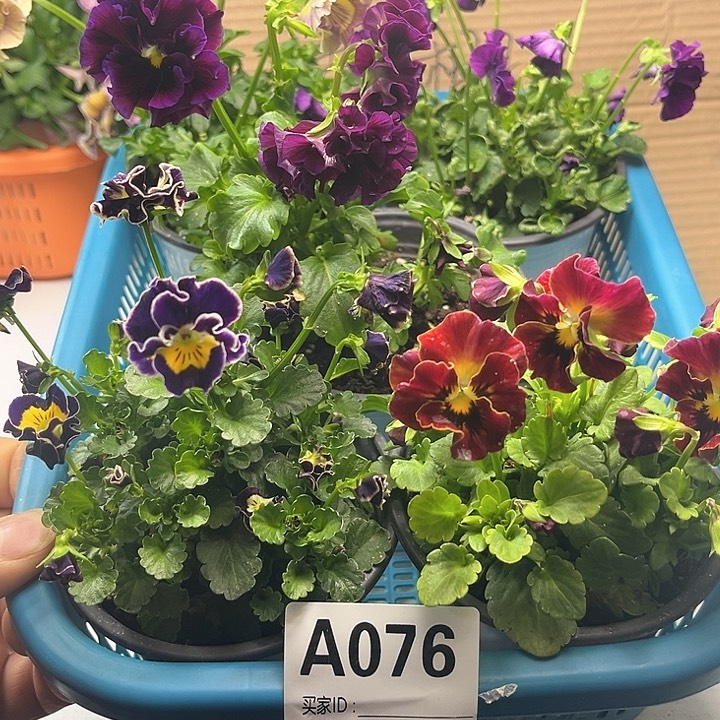 角堇清棚价19.9米一筐