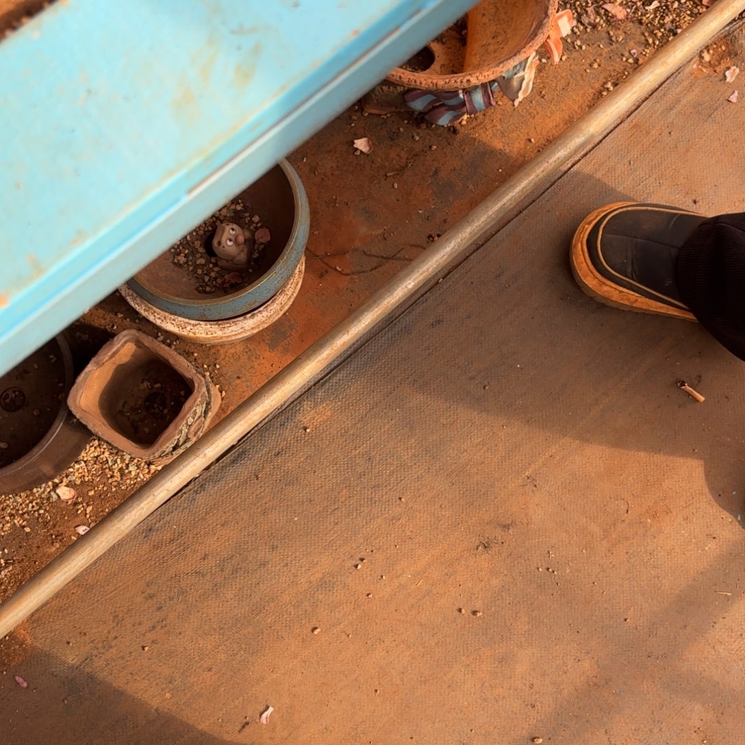 泡***泡泡泡吉娃娃锦多肉