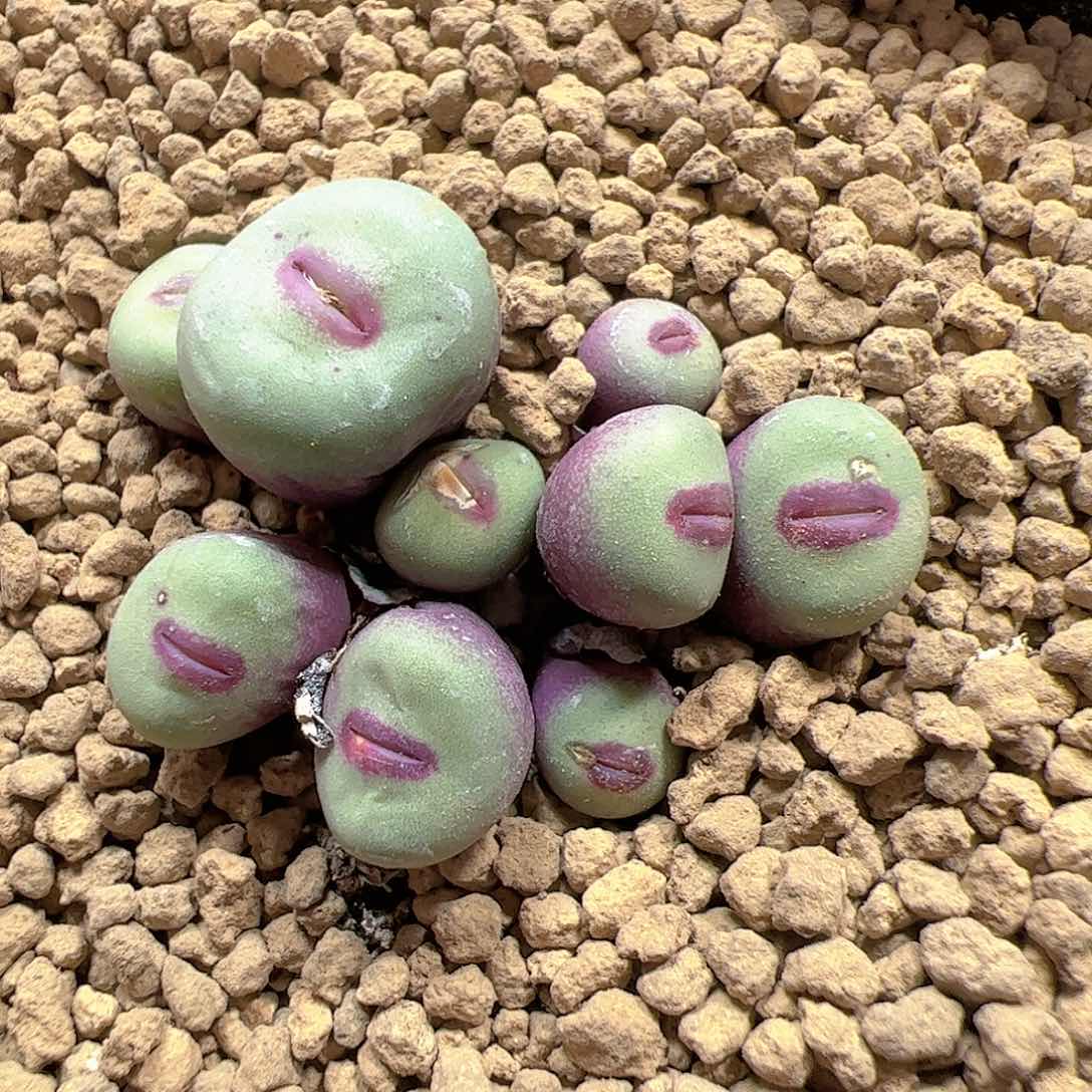 【闪购商品】27 1380B小红嘴