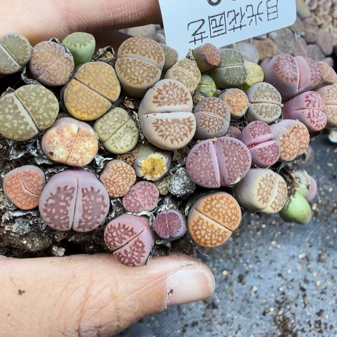 不用我送过去咯的咯108你