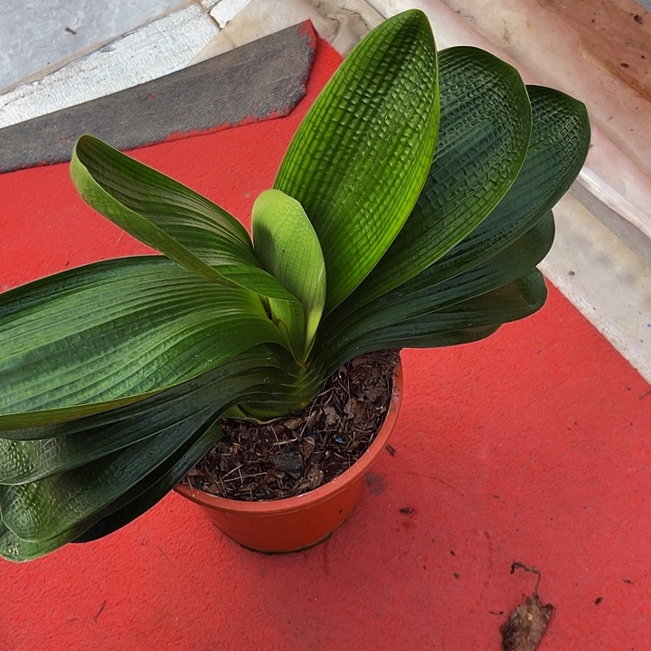 完全开放油麻短叶