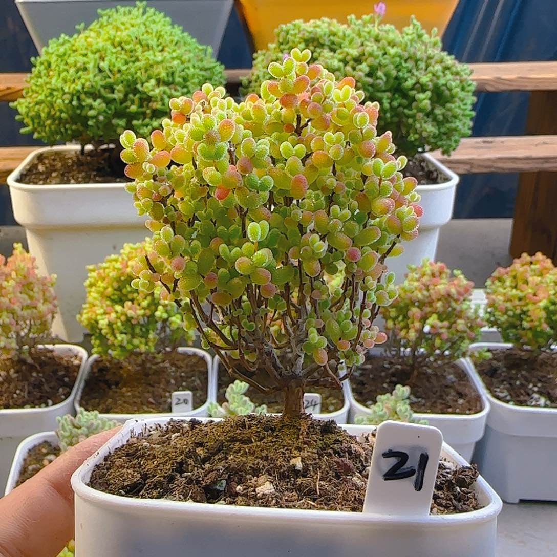 蜜橘糖球枝干番杏