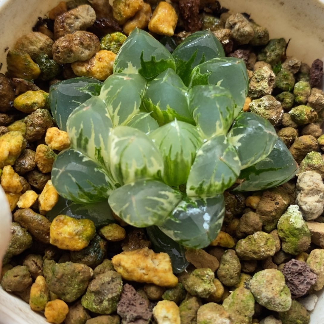 301北极之光玉露锦一物一拍