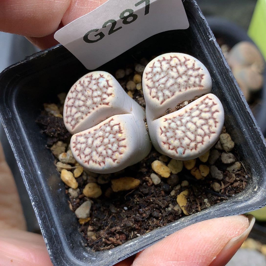 G287多肉植物保护研究所