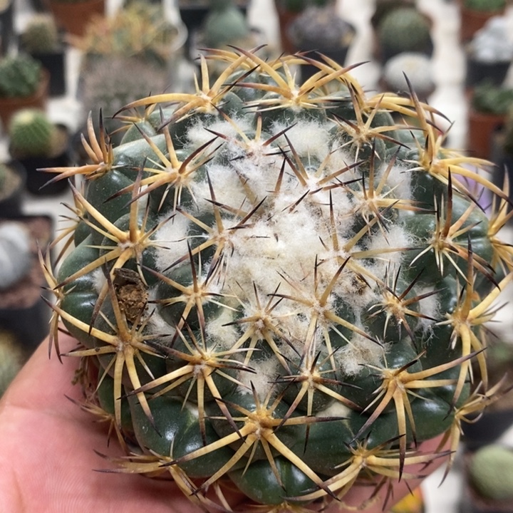 实生大号天丝象牙