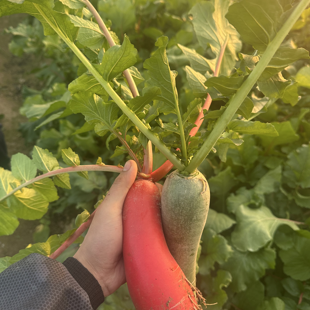 五淮村农户种植红萝卜