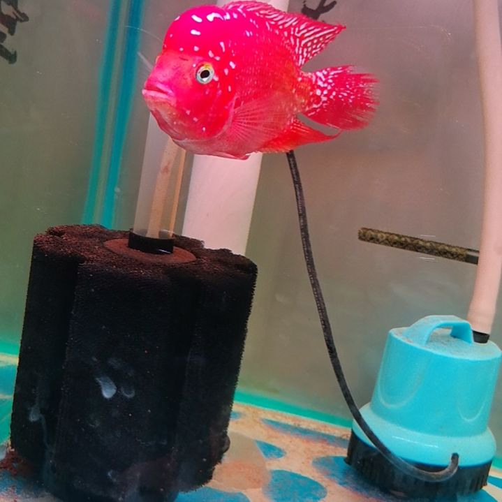 海水鱼1111111111111111111111111111111