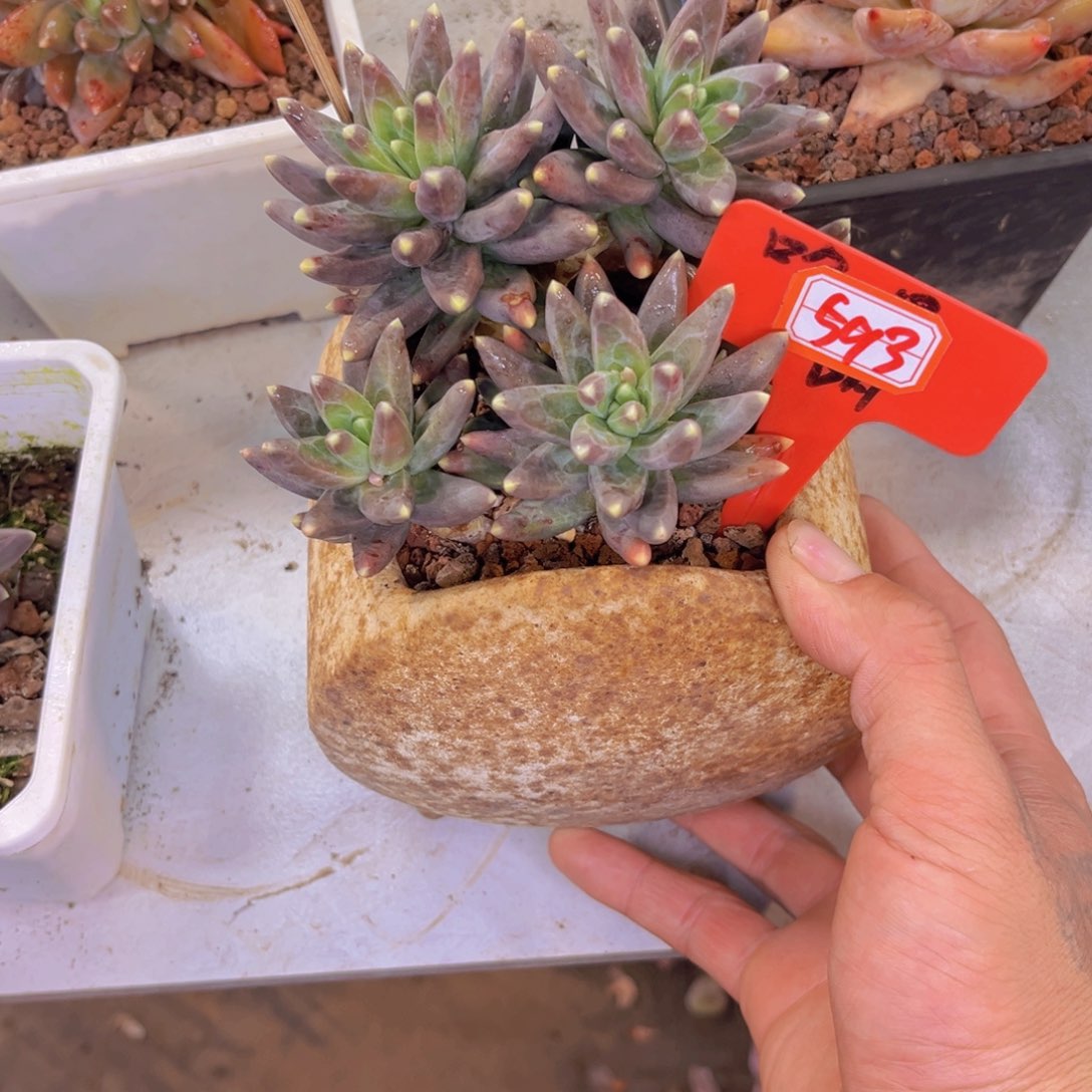 廖**辰乌拉克拉593多肉植物