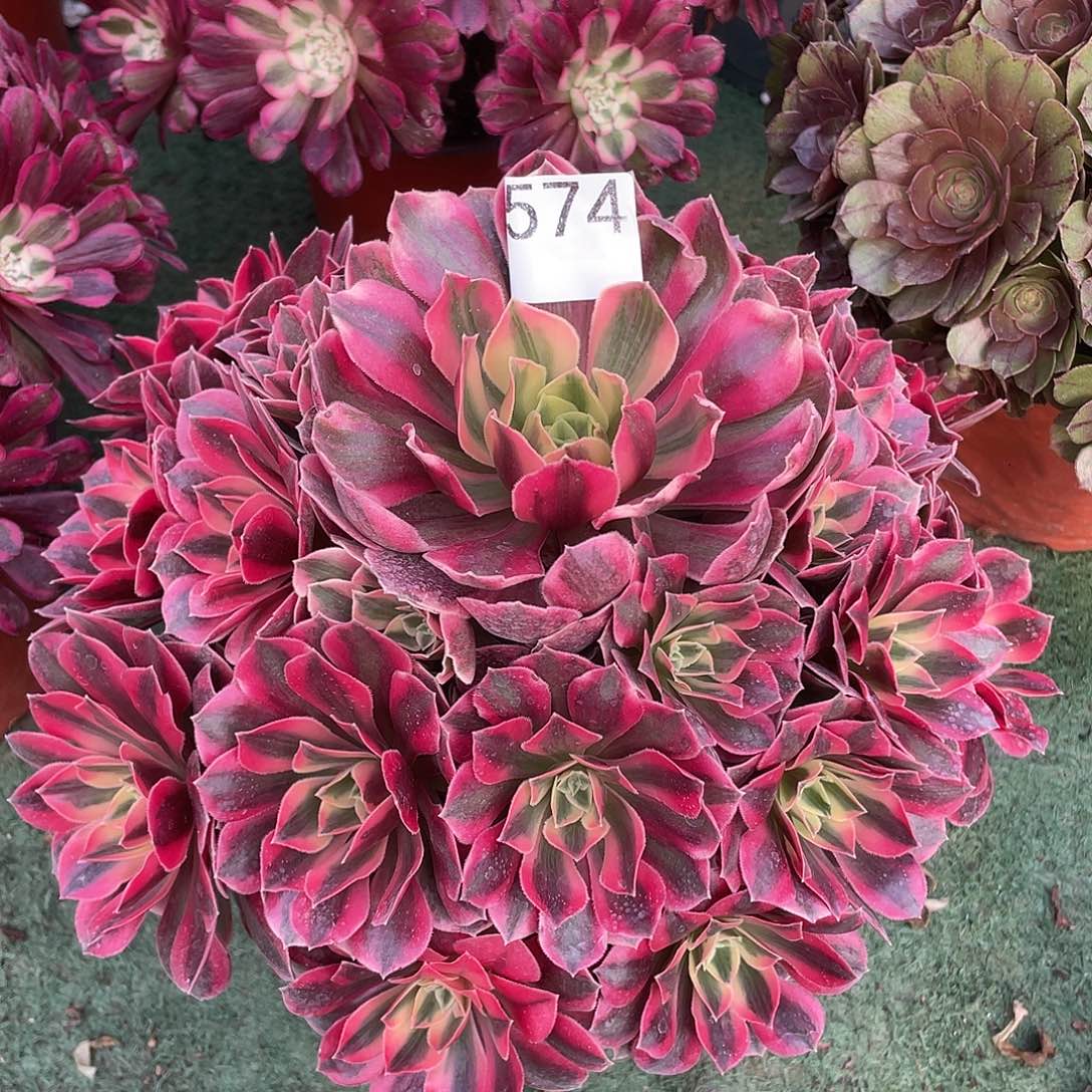 574.红粉家人多肉植物