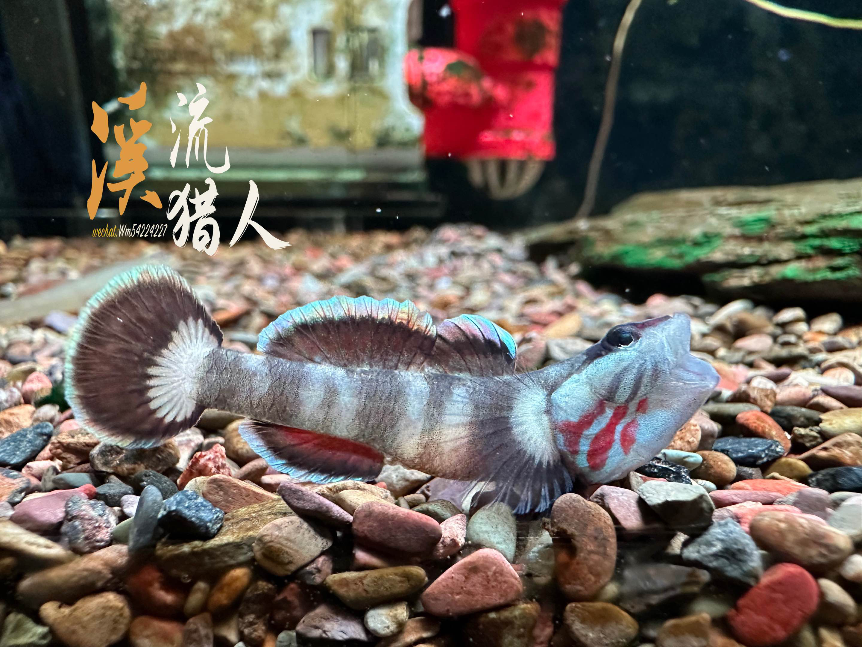 巧克力新红吻虾虎原生淡水鱼小型虾虎底层鱼