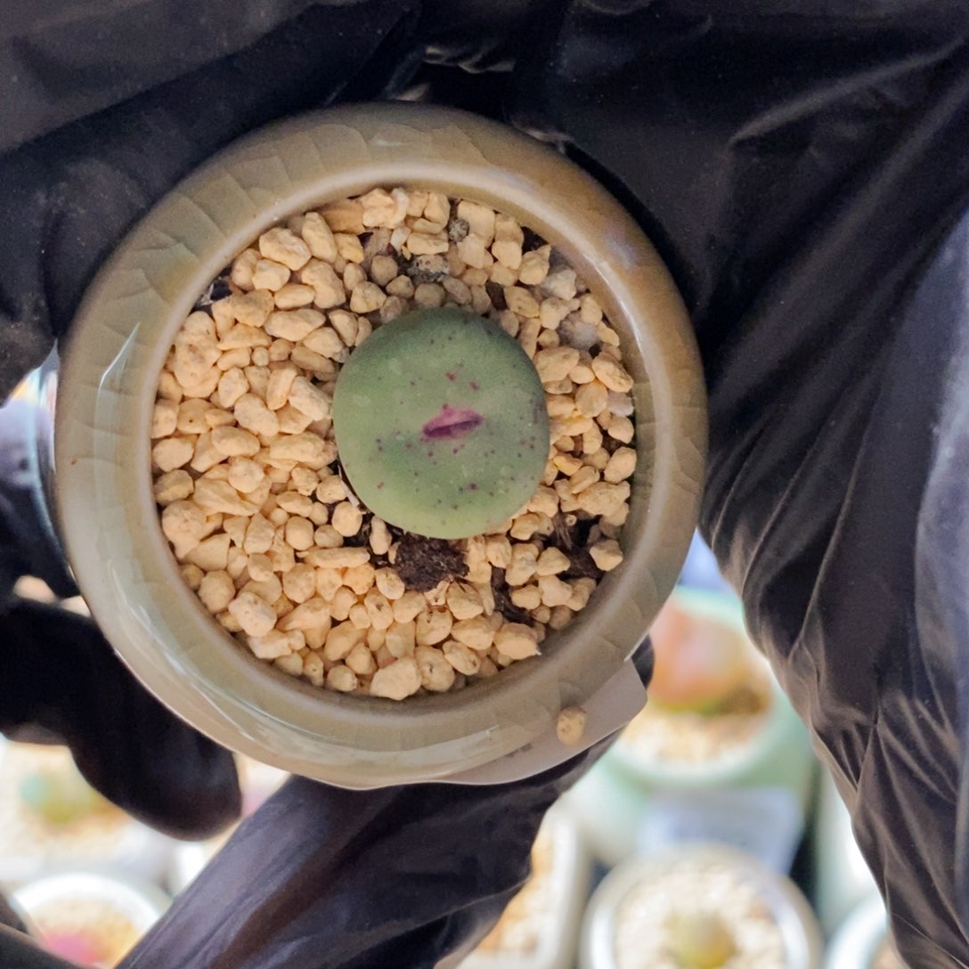 4820--一物一拍 带盆1865.21