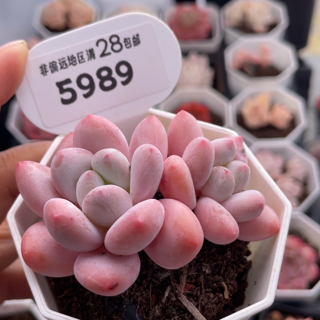 香水5989-6.5厘米