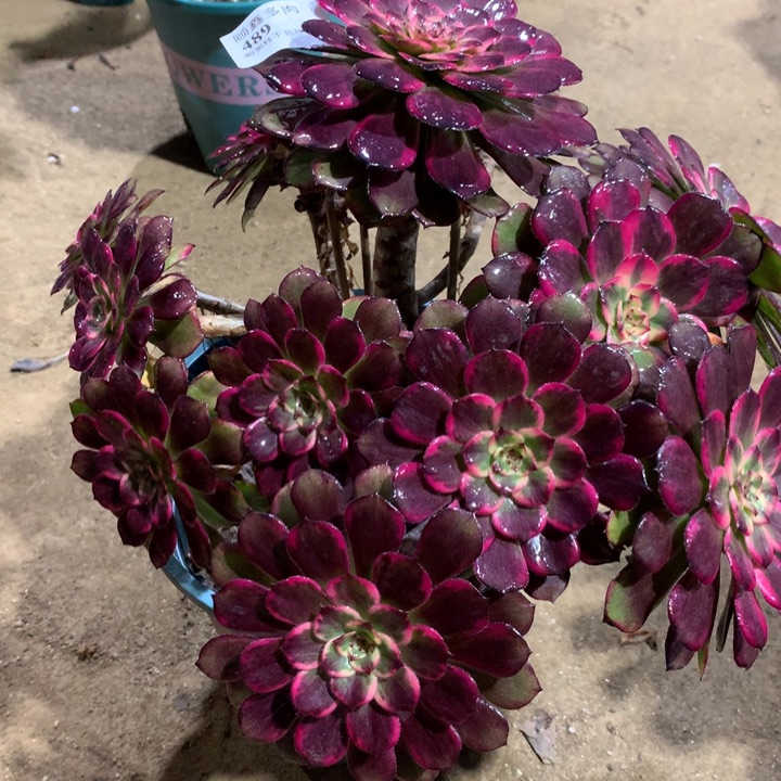 489红金刚多肉植物特价