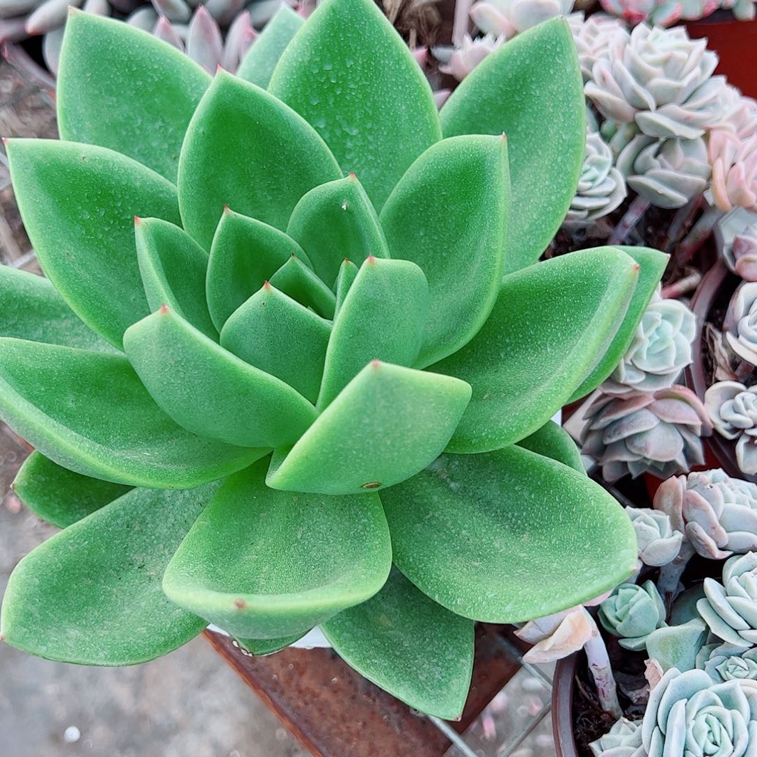 翠花大单头精品特价