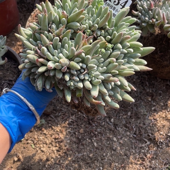 134号雪花多肉植物