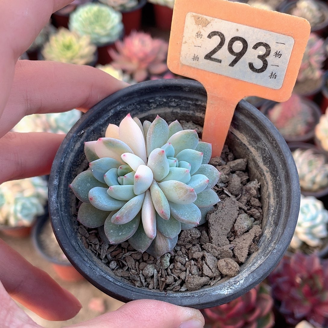 佛***R293号多肉植物盆栽