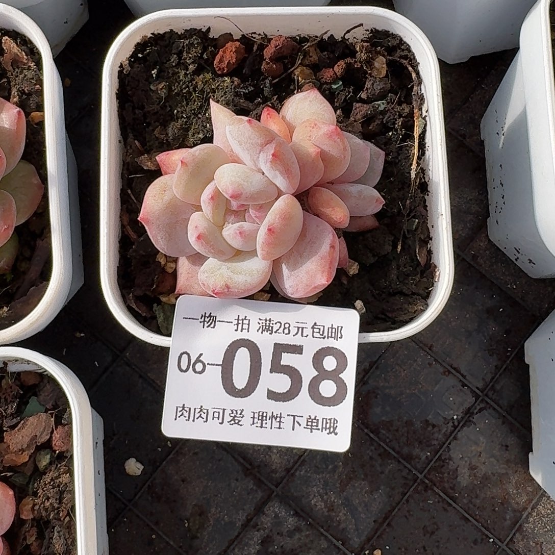 石化橙梦露无盆土发货无盆