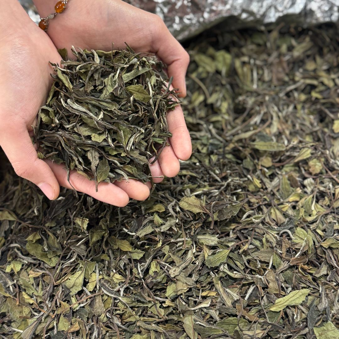 2019年老枞白牡丹[日晒牡丹]高山老树牡丹 春茶白牡丹散茶