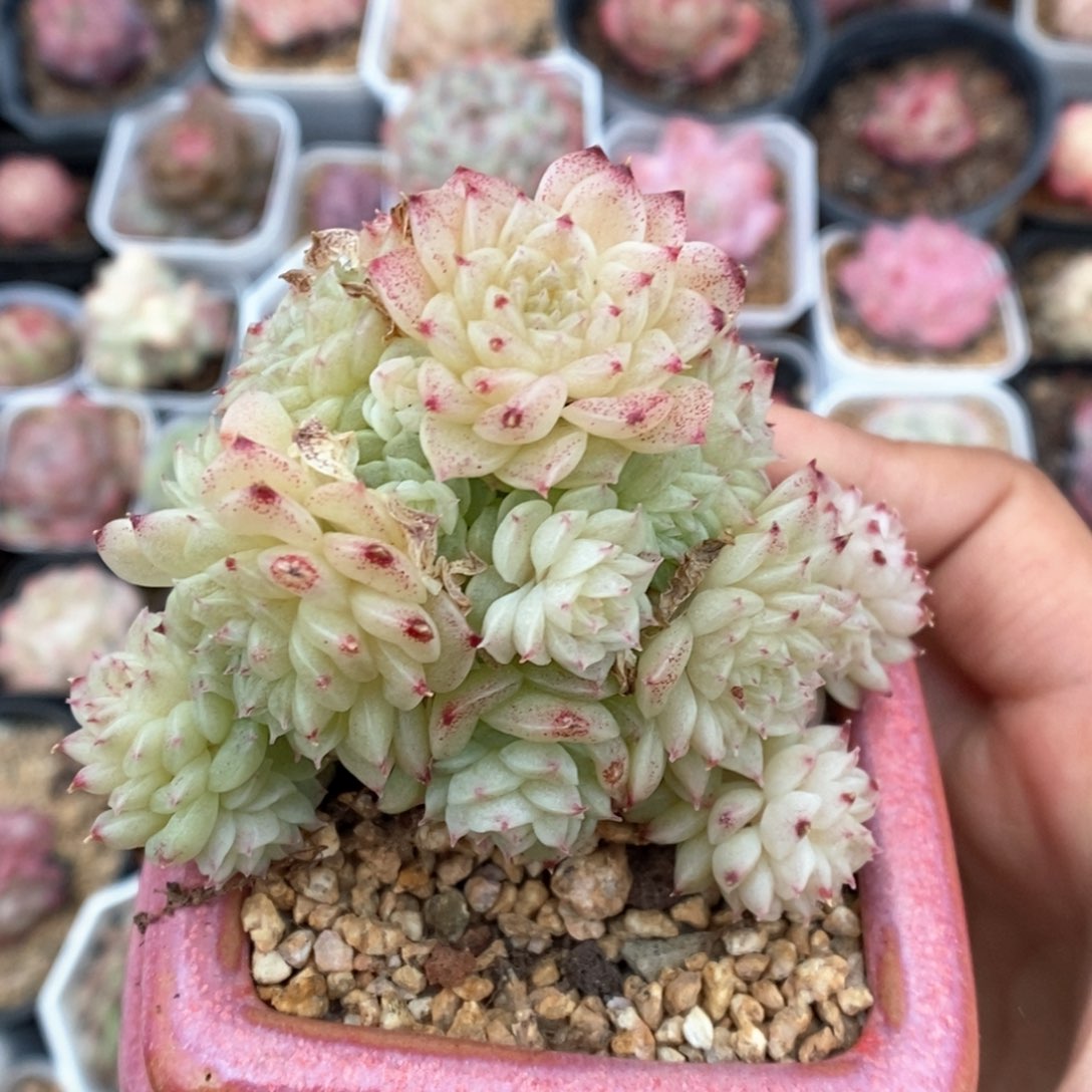 油透麦杆群生可拍。   