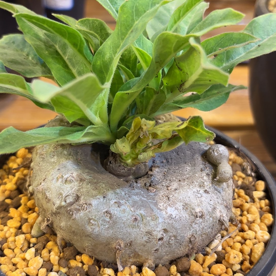 龙卵窟，圆度很高，潮流植物