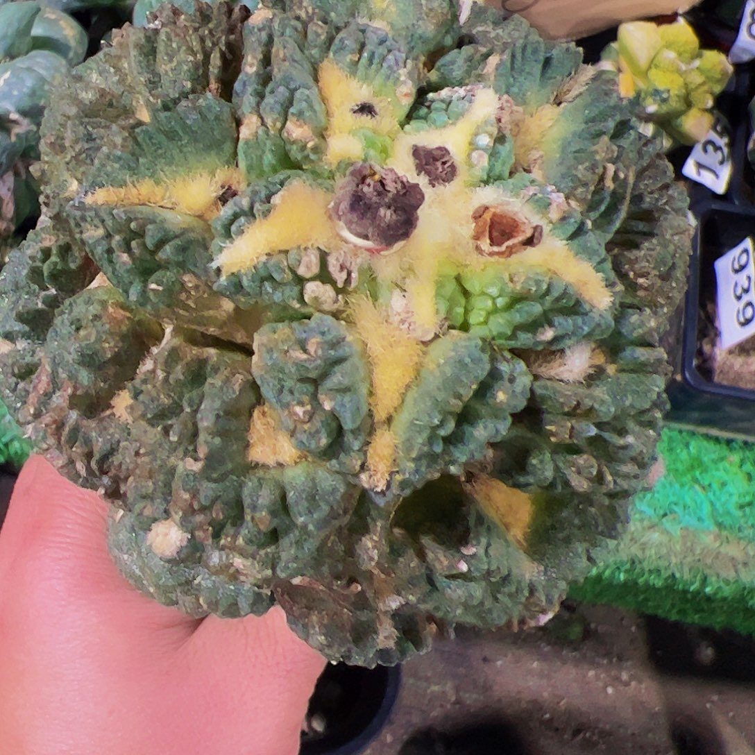 无花朵龟甲牡丹有干伤疤294